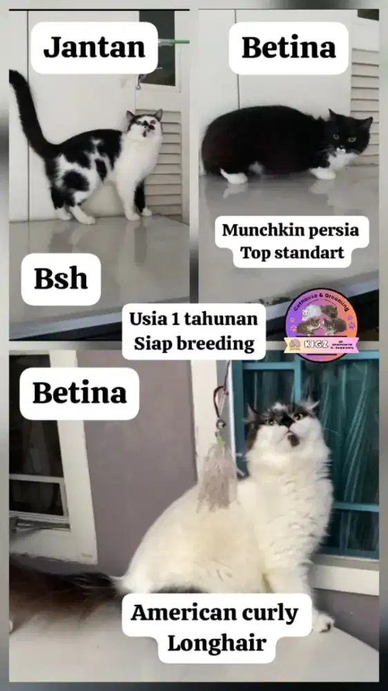 British shortair, munchkin, curly