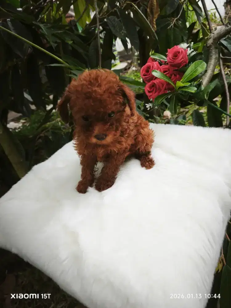 Teacup poodle red female