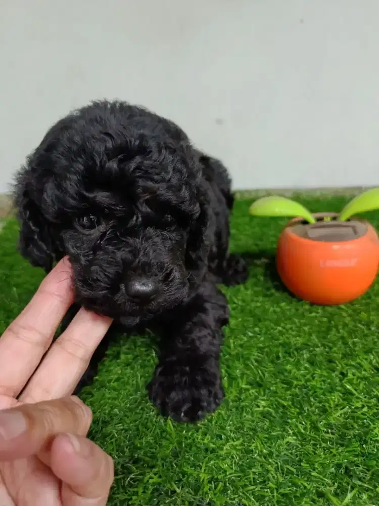 Female black Tiny poodle