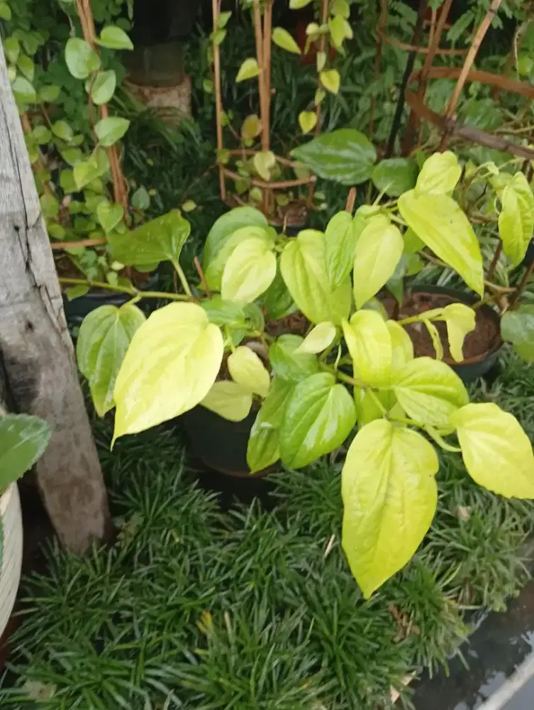 Sirih kuning obat herbal dan pohon saga