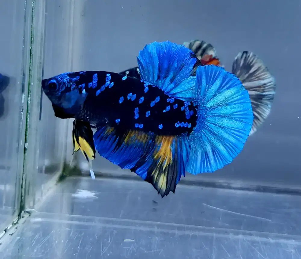 ikan cupang giant avatar gordon