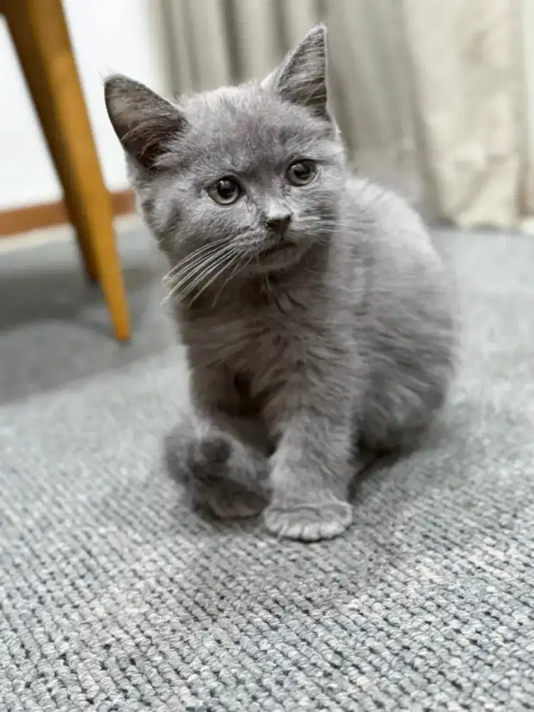 BSH Male Line Ped Ica