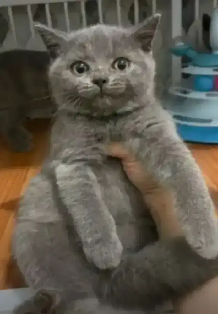 BSH Blue Solid Female Line Ped