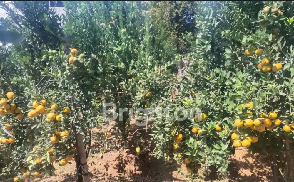 Disewakan lahan atau Kerjasama Pengolahan Eks Jeruk