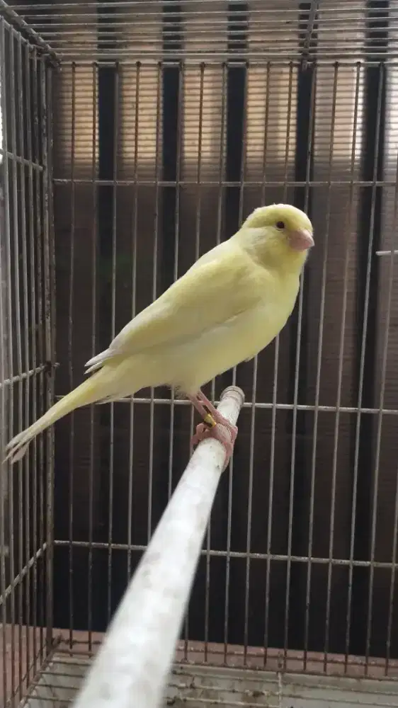 Burung kenari F1ys paud/anak