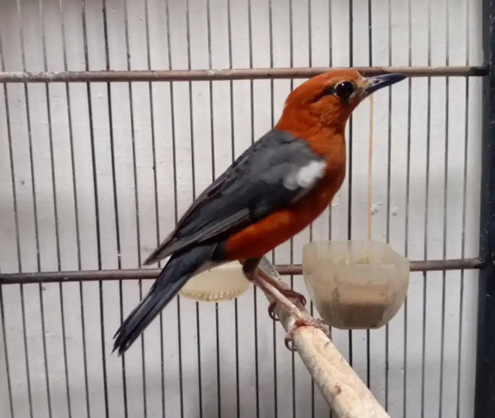 Anis kembang ring jantan selesai mabung