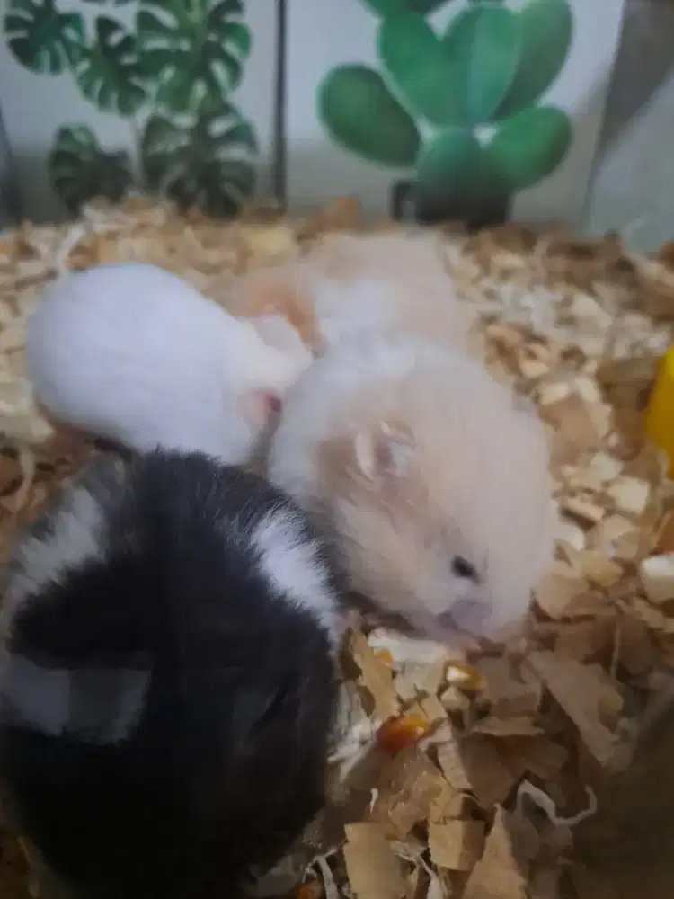 Syrian Hamster hamster syrian