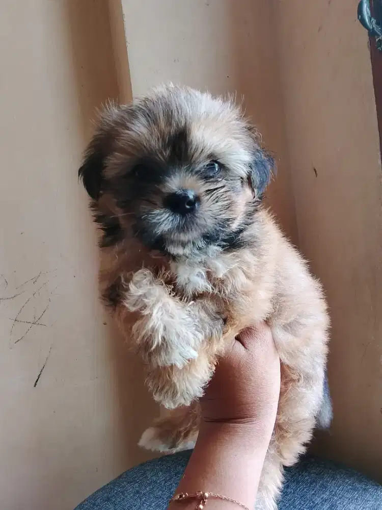 Mini shitzu 2 bulan betyna