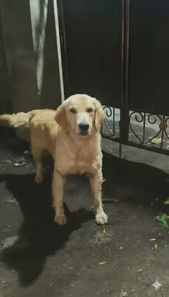 Golden Betina Dewasa