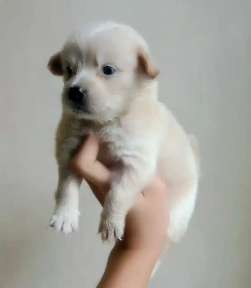 2 betyna minipom mix