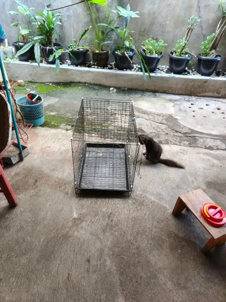 Kandang ukuran 60x40x50cm