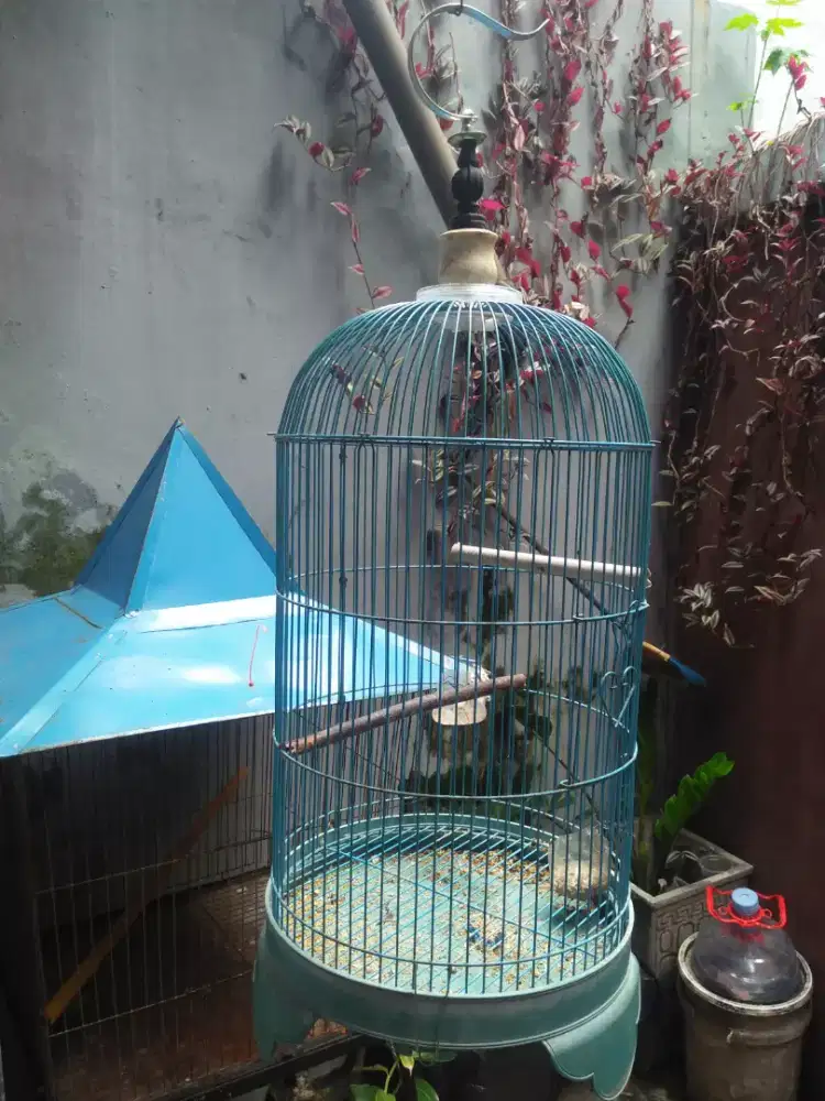 Kandang lovebird tinggi