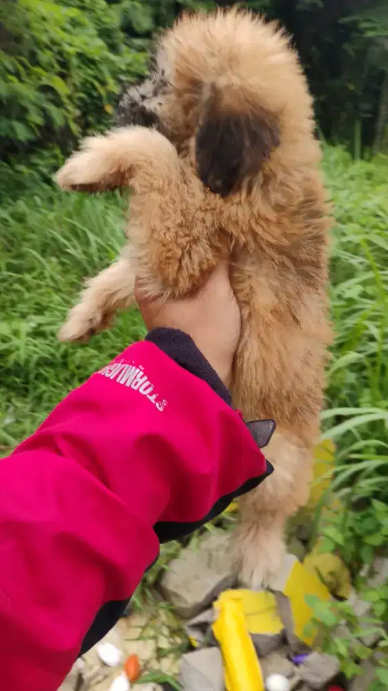 Puppy poodle betina 3 bulan