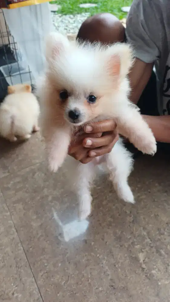 Pomerian puppi cakep