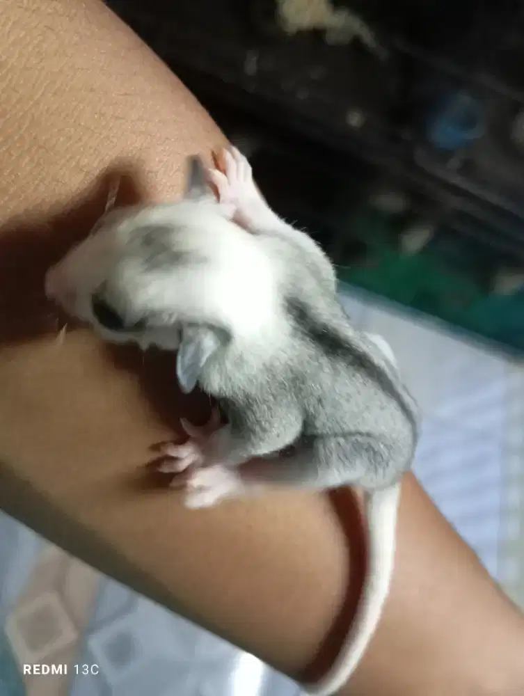 Borongan 2 ekor baby sugar glider