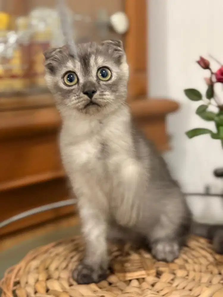 Kucing Scottish fold