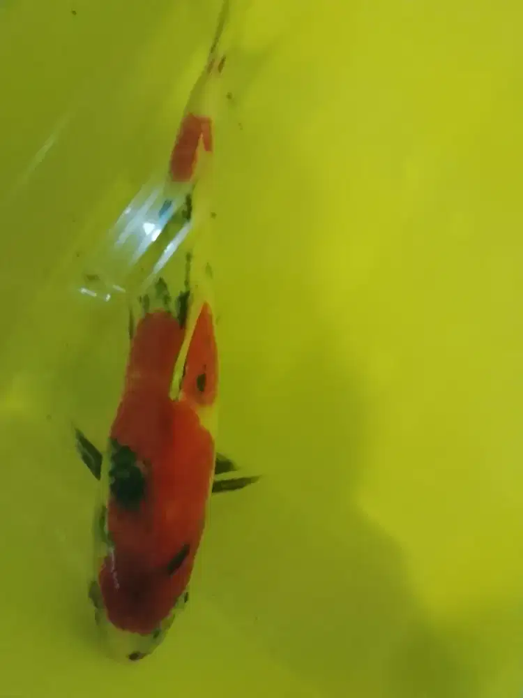 Ikan koi jenis Showa warna merah 42cm jantan