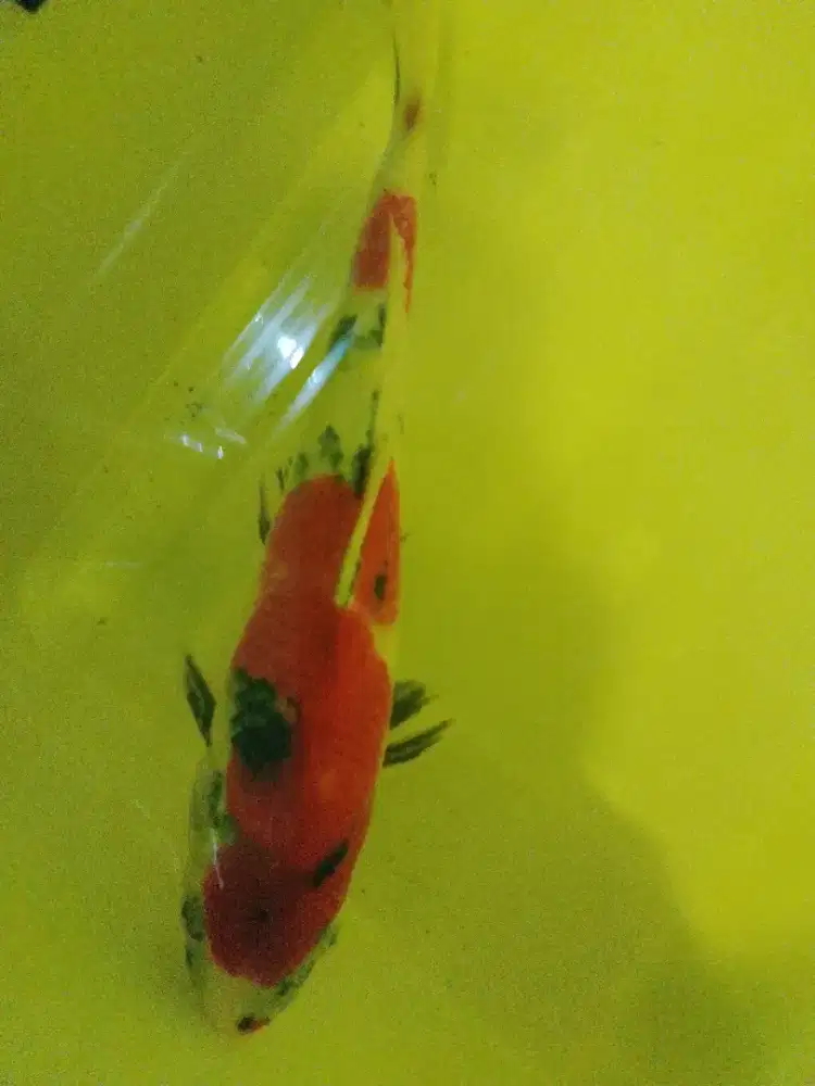 Ikan koi jenis Showa 42cm jantan bagus