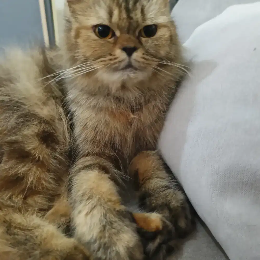 Kucing persia betina