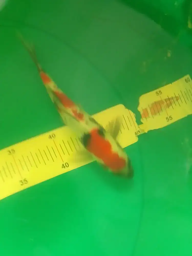 Ikan koi jenis Showa HQ ukuran 23cm
