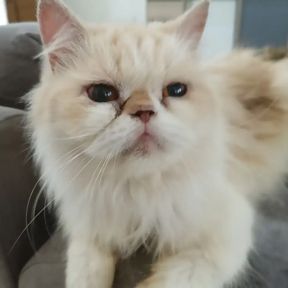 Kucing persia peaknose