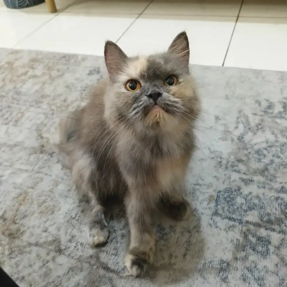 Persia usia 3 bulan betina