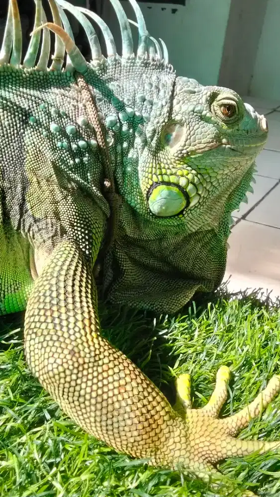 Iguana hijau jumbo