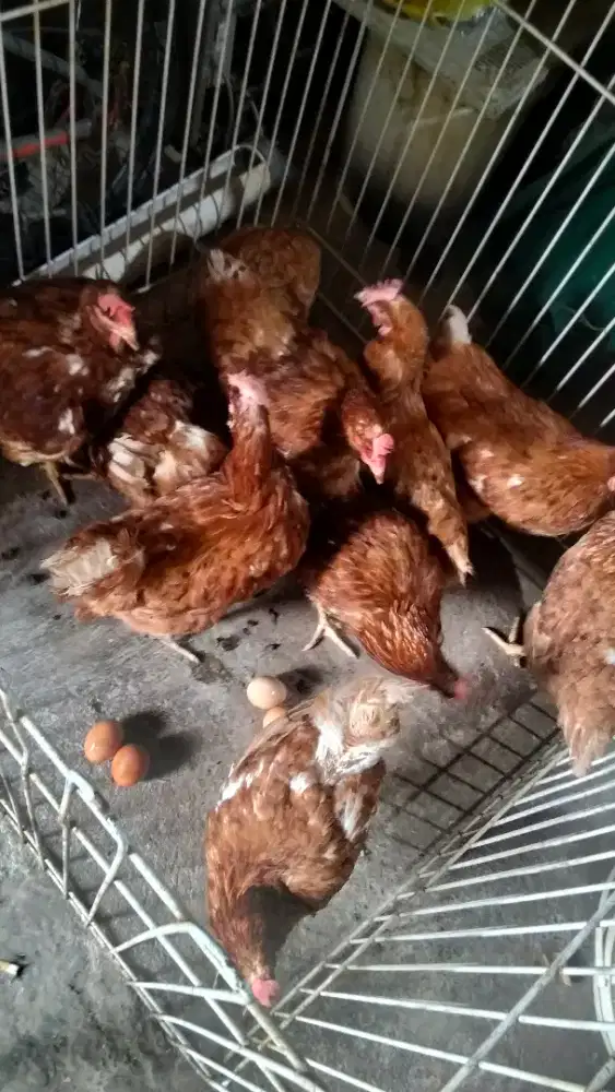 Ayam merah petelur 15 ekor borong