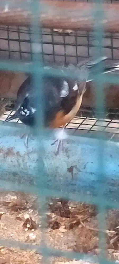 Murai baru Betina Blorok Dewasa