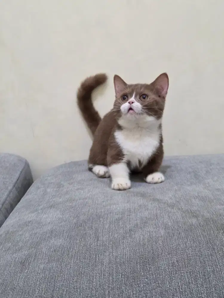 Munchkin bsh cinnamon bicolor/scottish/british