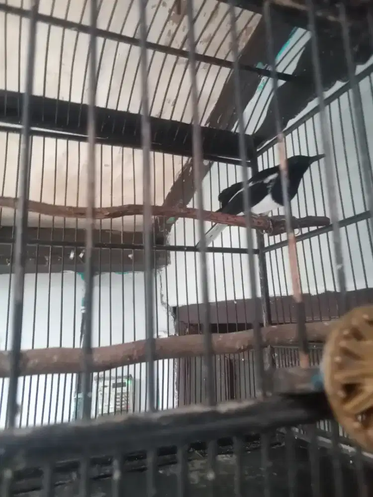 Mangga Kacer mulus usia 3 ke 4 larsan