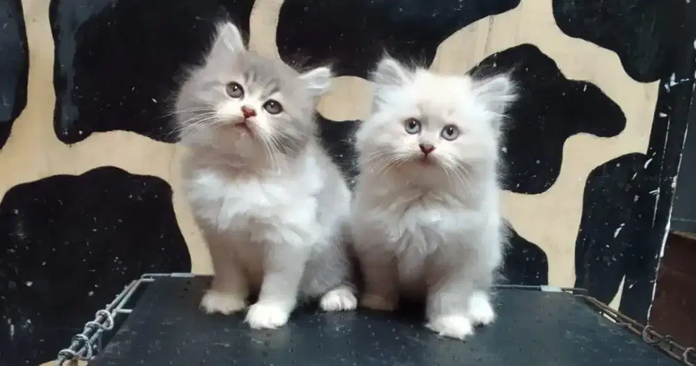 lepas adopt kitten borongan