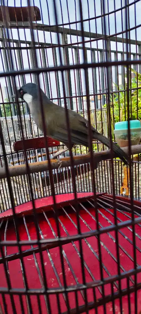 Poksai hongkong jantan suara variasi