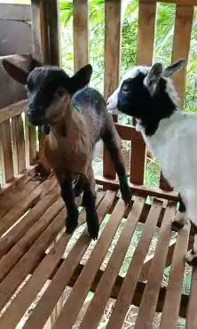 sepasang anakan kambing mini pygmi F1/F2 4 bln TB 35cm pendek kerdil