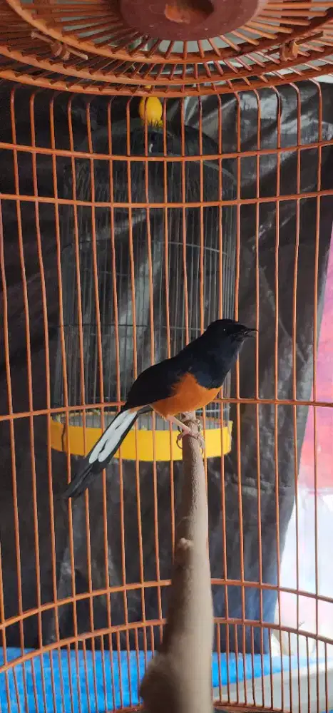 Murai Hutan Mapan Gacor Bulu Baru