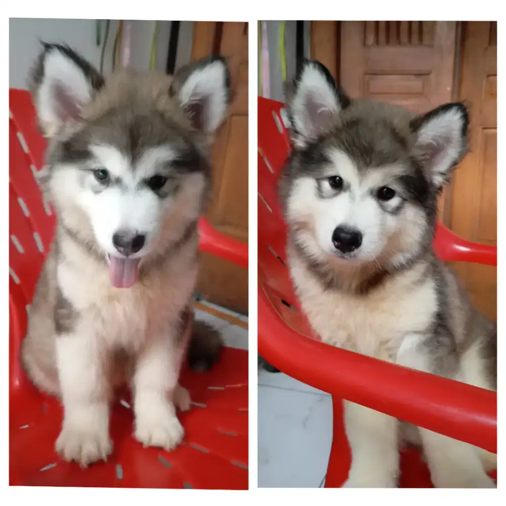 ANAK ANJING ALASKAN MALAMUTE STAMBUM, VAKSIN, CHIP. HIGH QUALITY!
