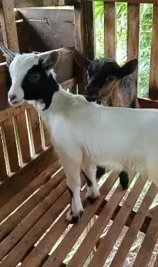sepasang anakan kambing mini pygmi F1 F2 4 bulanan TB 35cm exotik unik
