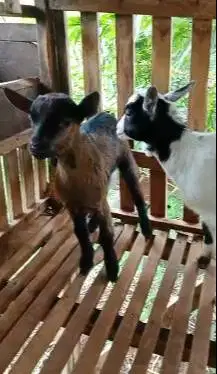 sepasang anakan kambing mini pygmi F1 F2 4 bulanan TB 35cm exotik unik