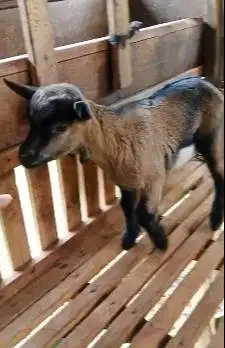 sepasang anakan kambing mini pygmi TB 35cm exotik unik 4 bulanan F1/F2
