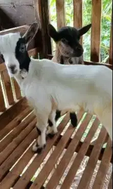 sepasang anakan kambing mini pygmi TB 35cm exotik unik 4 bulanan F1/F2