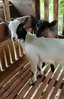 sepasang anakan kambing mini pygmi F1/F2 4 bulanan exotik unik rawatan