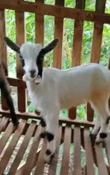 sepasang anakan kambing mini pygmi F1/F2 4 bulanan exotik unik rawatan