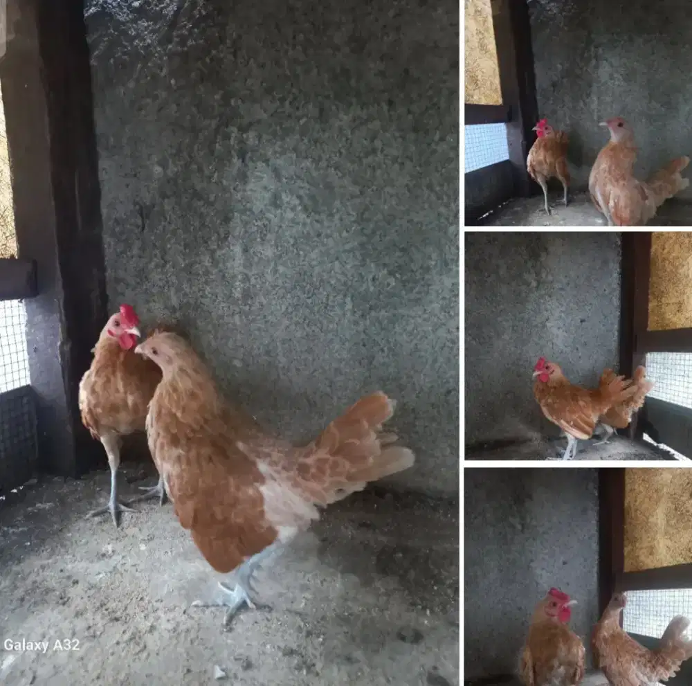 Sepasang ayam batik chamois