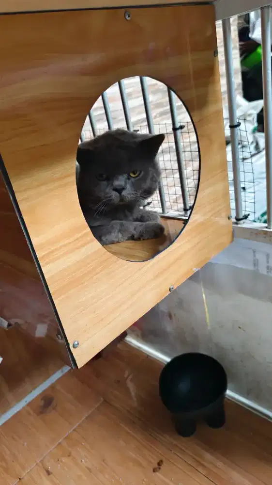 Kucing BSH blue solid Usia 1 tahun