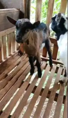 sepasang anakan kambing pygmi F1/F2 4 bulanan exotik unik TB 35cm puas