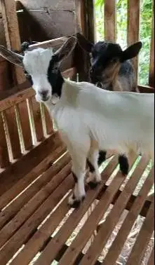 sepasang anakan kambing pygmi F1/F2 4 bulanan exotik unik TB 35cm puas