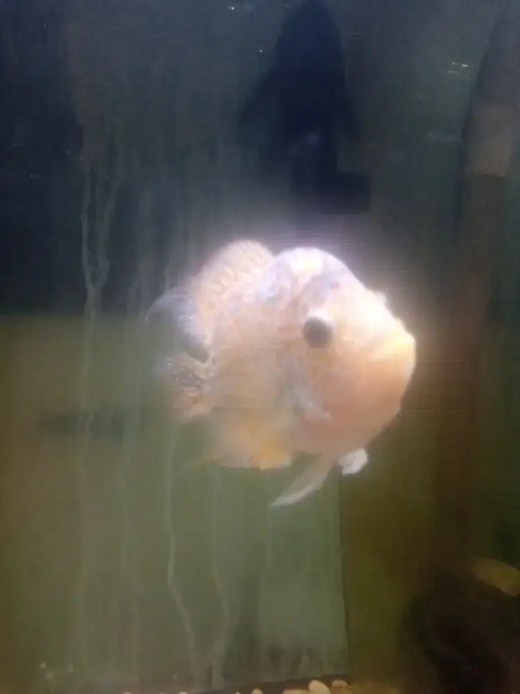 Jual ikan louhan gb kamfa size 3 jari