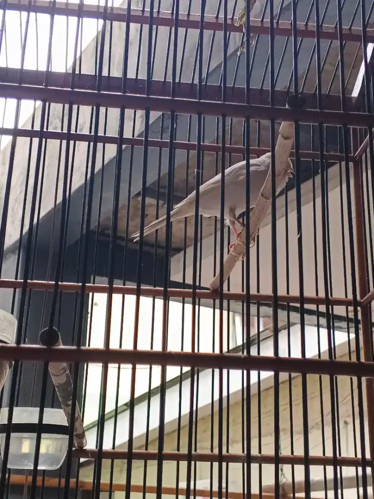 Burung kenari af jantan putih