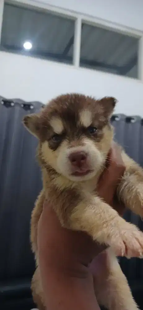 Anak anjing Husky Siberian