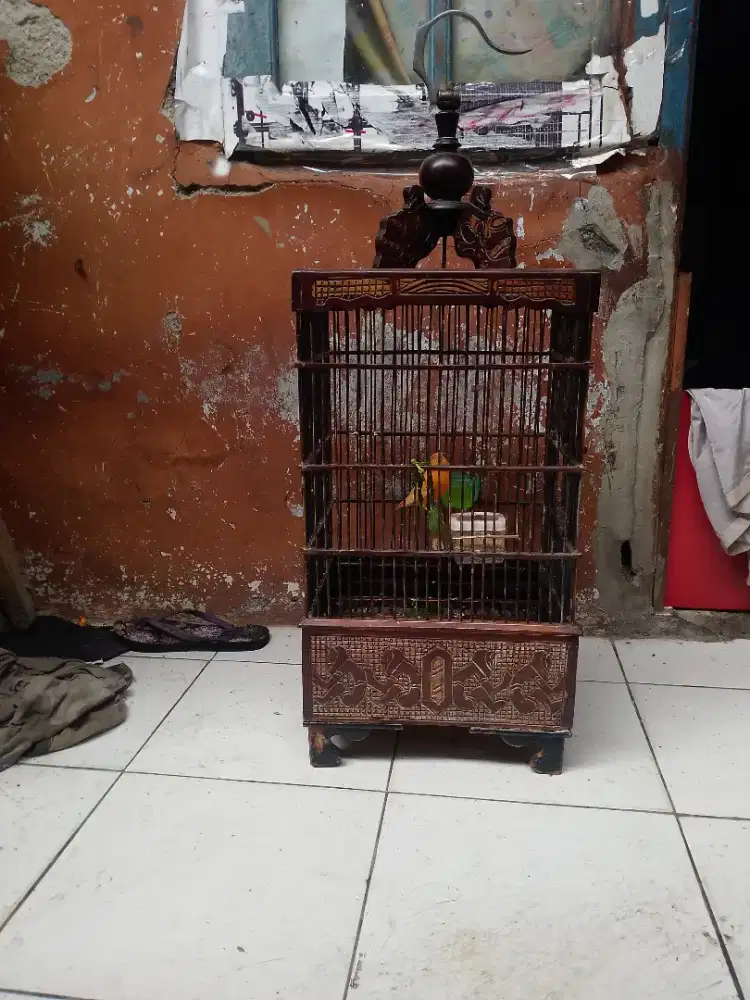 Burung kenari fullset gacor bisa dibantu kirim